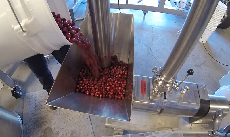 A worker pouring grapes into an Axiflow screw pump